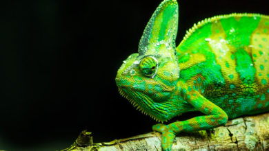 lizards 3158450 1280