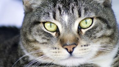 haziállatok online angol szokincs