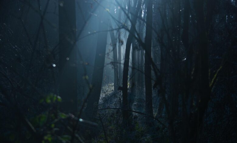 Dark and scary woods